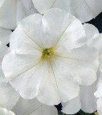 Петуния Рэй Вайт